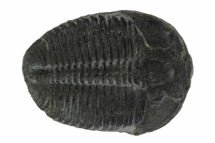 Elrathia Trilobite Fossil - Wheeler Shale, Utah #97134